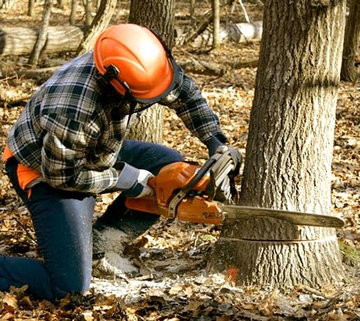 Tree Removal in Glencoe, OK